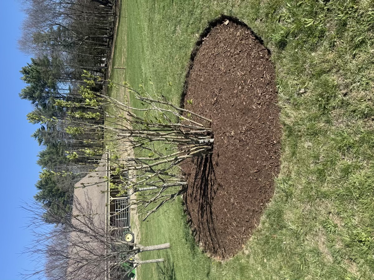 D&D Landscaping mulch and grading project