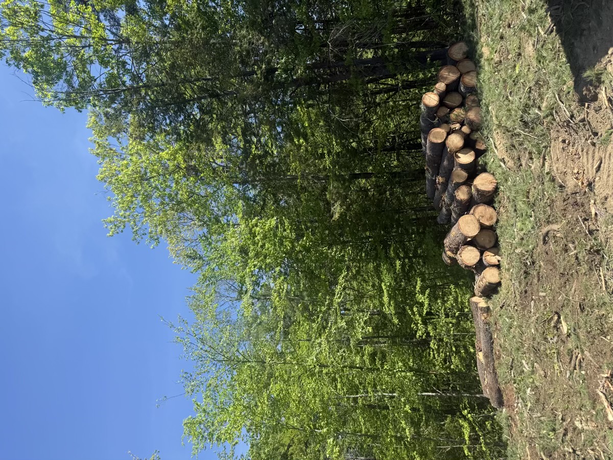 D&D Landscaping tree service project