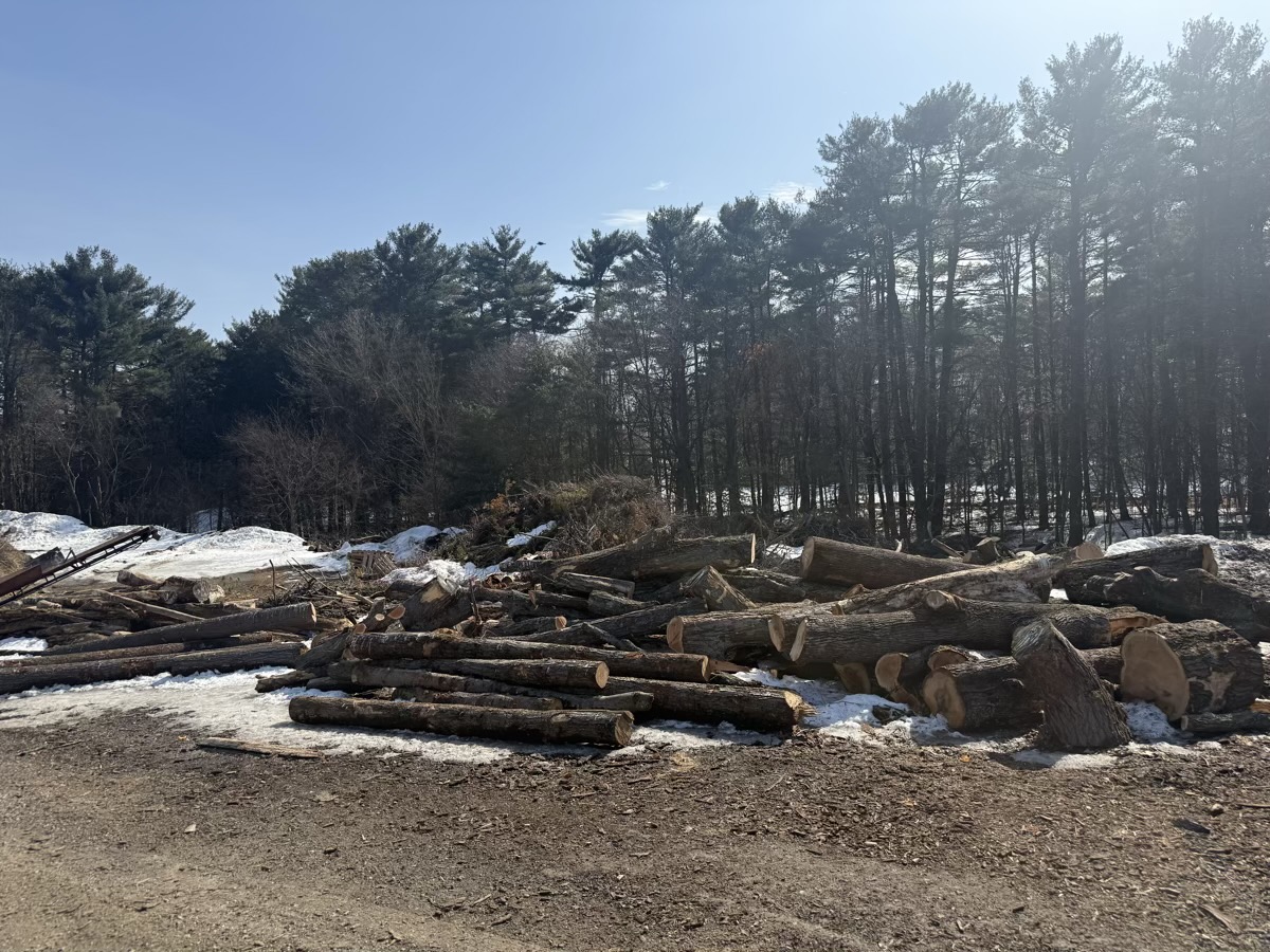 D&D Landscaping tree service project