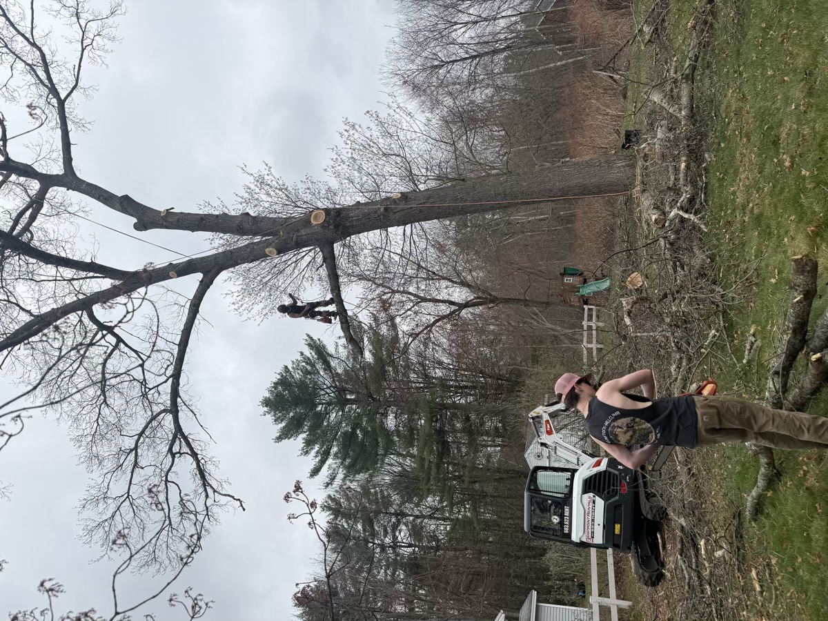 D&D Landscaping tree service project